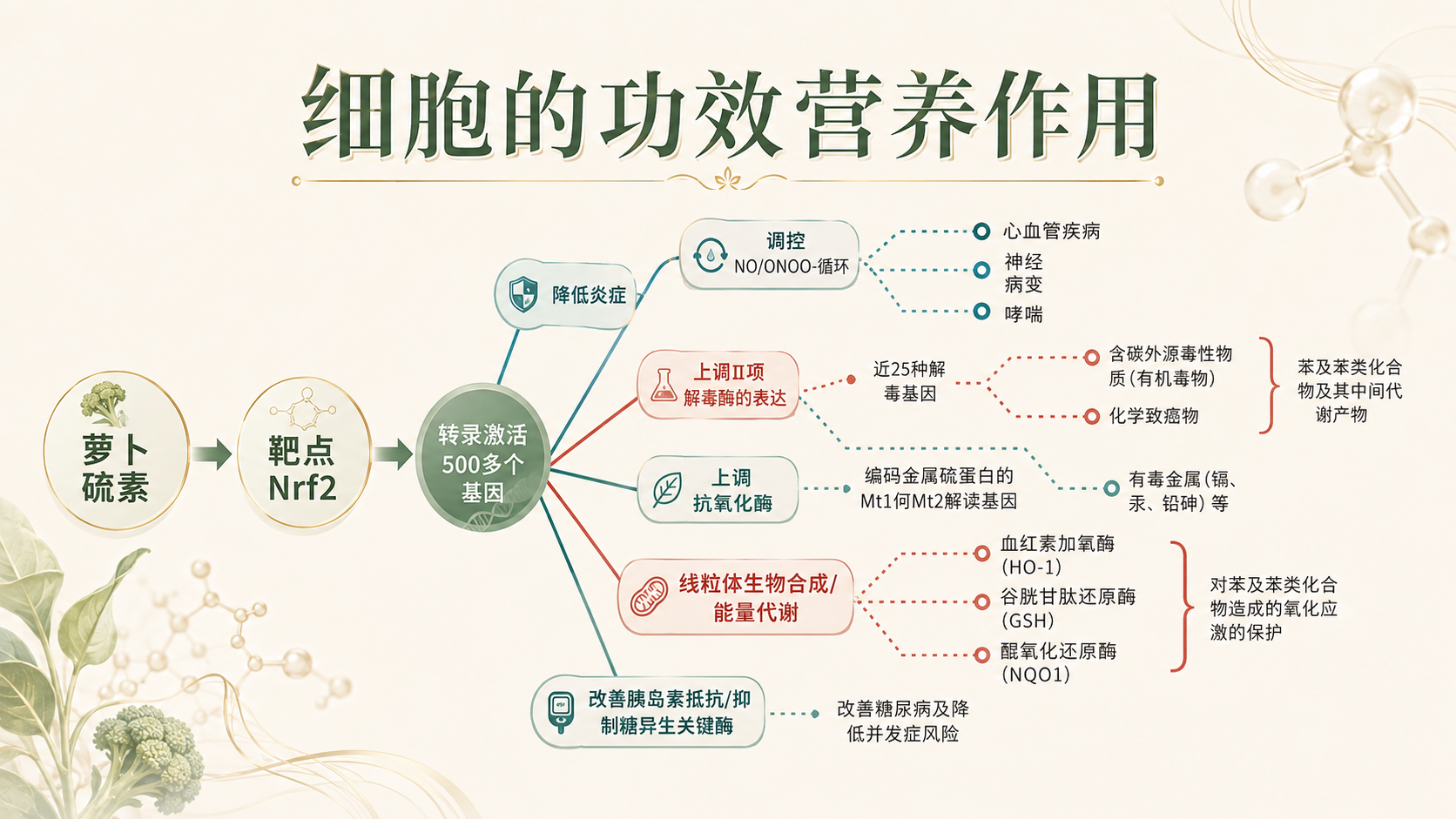 萝卜硫素与Nrf2细胞功效营养作用机制示意图