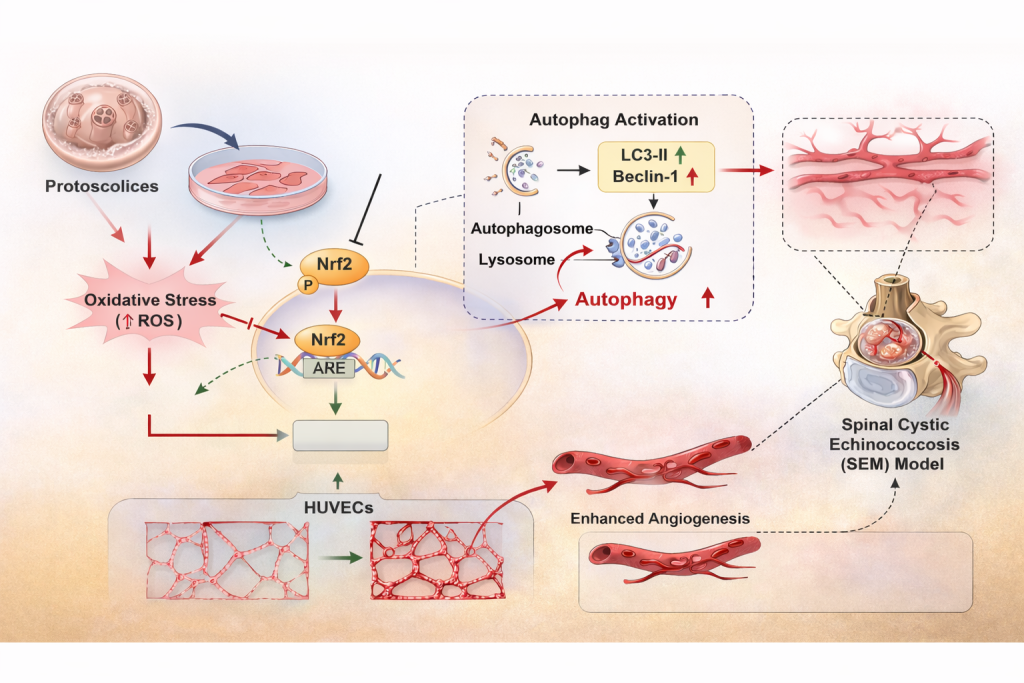 Nrf2通过调节氧化应激激活自噬，诱导脊髓囊性棘球蚴病的血管生成