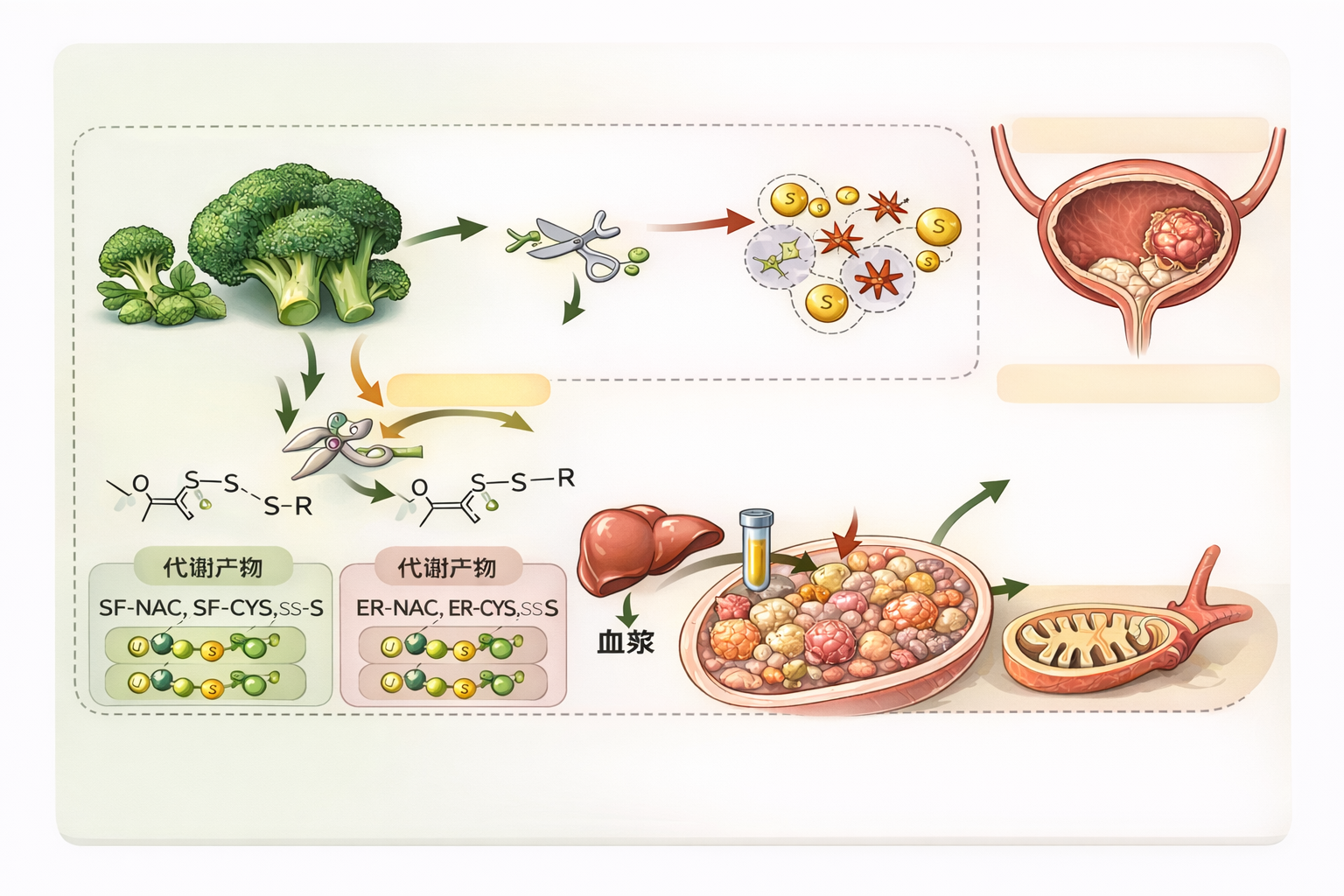 西兰花异硫氰酸盐萝卜硫素和芥酸抑制膀胱癌：表征、代谢和相互转化